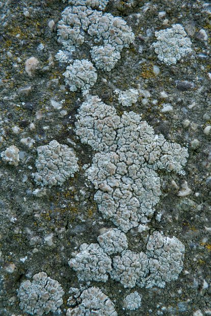 Lecanora albescens-24